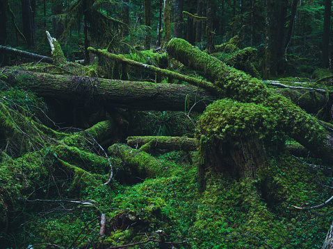 Medium format camera image from HOH Rainforest, Olympic National Park, Washington State, United States