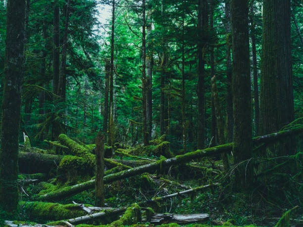 Medium format camera image from HOH Rainforest, Olympic National Park, Washington State, United States