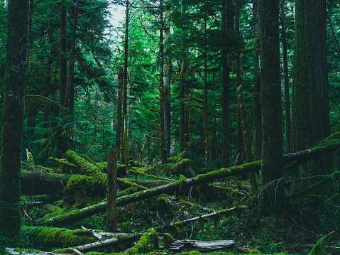 Medium format camera image from HOH Rainforest, Olympic National Park, Washington State, United States