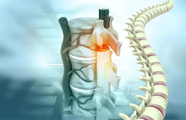 istock Human spine anatomy 1466974835