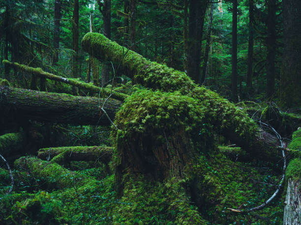 Medium format camera image from HOH Rainforest, Olympic National Park, Washington State, United States