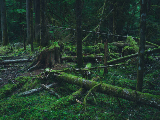istock Hoh Rain Forest, Olympic National Park 1466974840