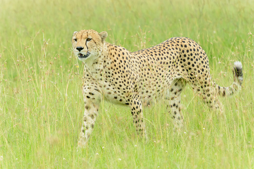 Colour image of a cheetah crouching in the grass. Differential focus with face in sharp focus and looking to camera. Warm yellow tones.