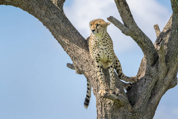 Cheetah (Acinonyx jubatus) stock photo