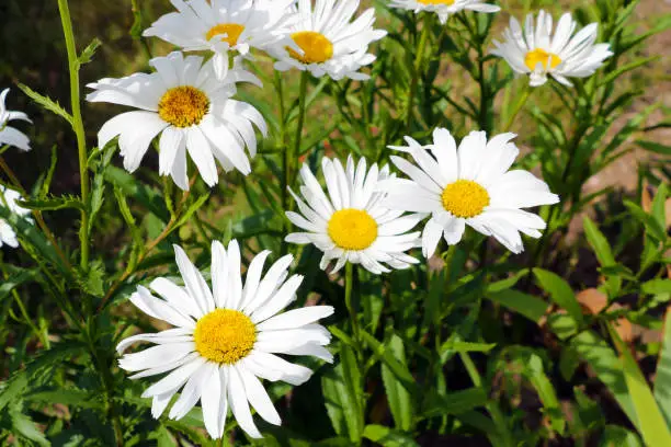 macro of beautiful white daisies flowers in the garden
