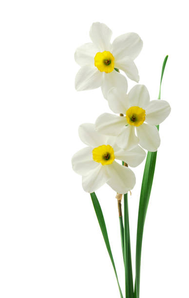 borda floral da primavera, lindas flores de daffodils frescos, isoladas no fundo branco. foco seletivo - daffodil bouquet isolated on white petal - fotografias e filmes do acervo