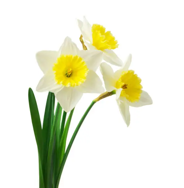 Spring floral border, beautiful fresh daffodils flowers, isolated on white background. Selective focus