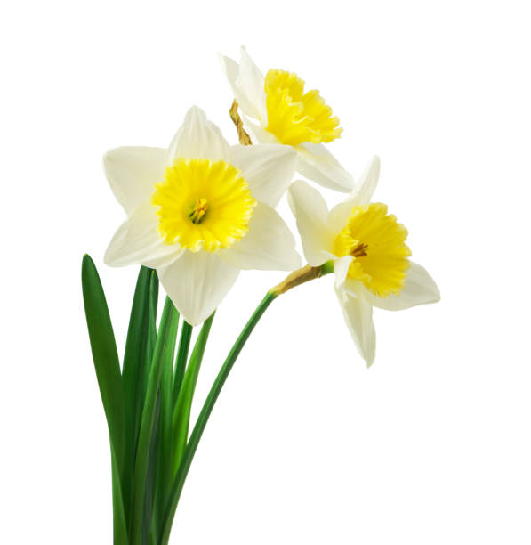 spring floral border, beautiful fresh daffodils flowers, isolated on white background. selective focus - daffodil imagens e fotografias de stock