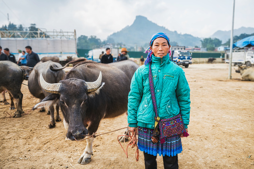 indigenous woman from the hmong tribe holding water buffalo at livestock market in bac ha in north vietnam
