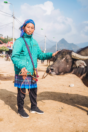 indigenous woman from the hmong tribe holding water buffalo at livestock market in bac ha in north vietnam