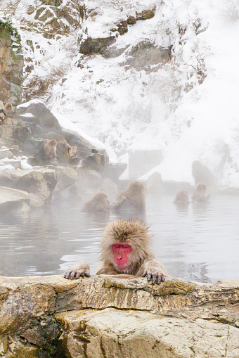 Snow monkeys sitting in the hot spring