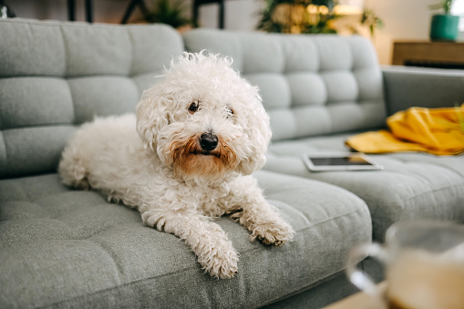 Portrait of a beautiful dog lying on the sofa