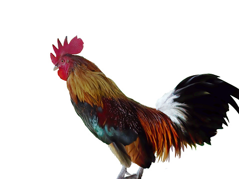 Close-up sideview of a colorful male bantam rooster standing, red, green, white, brown and black color, white background, isolated, cutout, clipping path