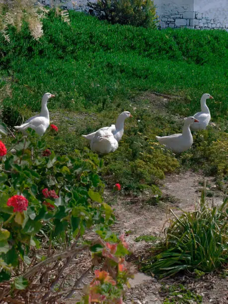 Photo of A group of white ducks enjoy walking on green grass meadow in the small garden and red flowers, Santorini Island, Greece, vertical image
