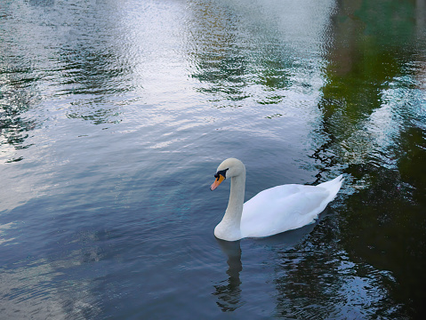High angle view a white swan, goose, Cygnus, swimming in clear water, pond, lake, animal life
