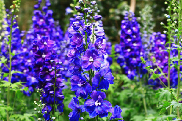 istock blooming colorful Delphinium(Candle Delphinium,English Larkspur,Tall Larkspur) flowers 1466985437