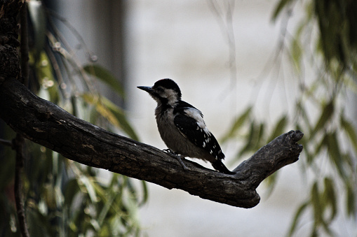 A woodpecker looking forward. A bird species that is small in itself. Here it appears as if it wears a two-coloured coat and has human-like adjectives.