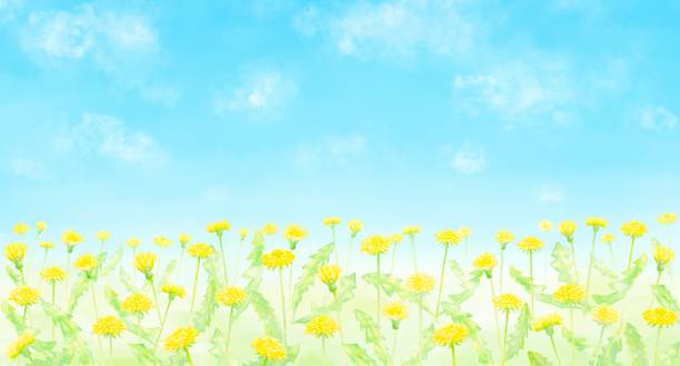 aquarelldarstellung eines löwenzahnfeldes unter blauem himmel. - dandelion wildflower field flower stock-grafiken, -clipart, -cartoons und -symbole