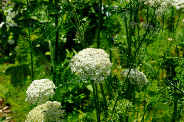 wild carrot white flowers like lace wild carrot white flowers like lace Angelica Plant, Herb, Uses, Species, Side Effects And Preparations stock pictures, royalty-free photos & images