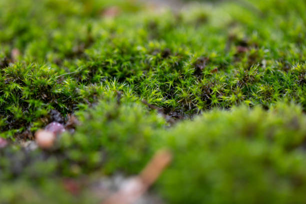 istock Macro of green moss 1466988244