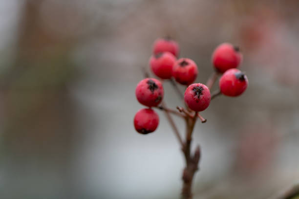 Hawthorn on a white background