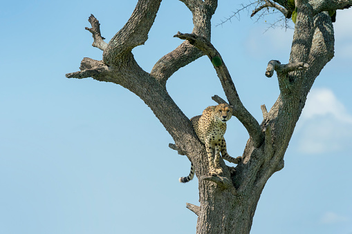 Cheetah (Acinonyx jubatus) sitting  in acacia tree, Masai Mara National Reserve, Kenya, Africa