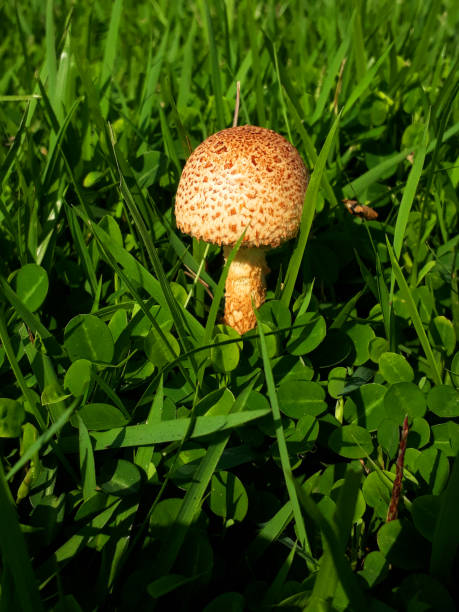group of small wild mushrooms with pale caps growing in lush green grass near suburban homes. captured in natural daylight.
