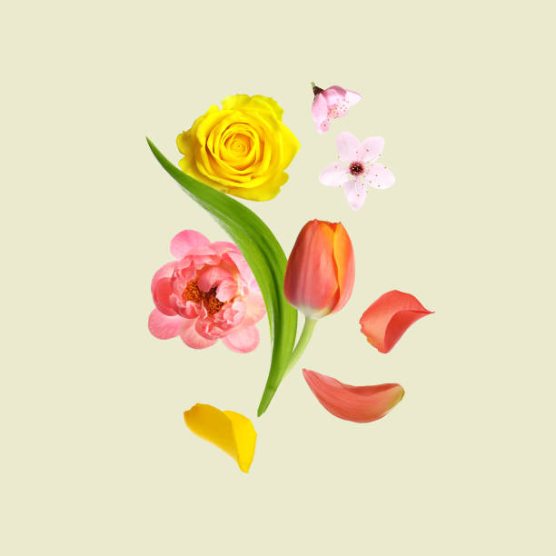 istock Different beautiful flowers flying on light background 1466993926