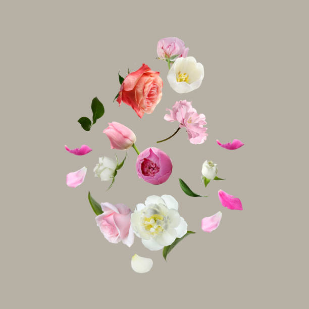 istock Different beautiful flowers flying on light grey background 1466993983