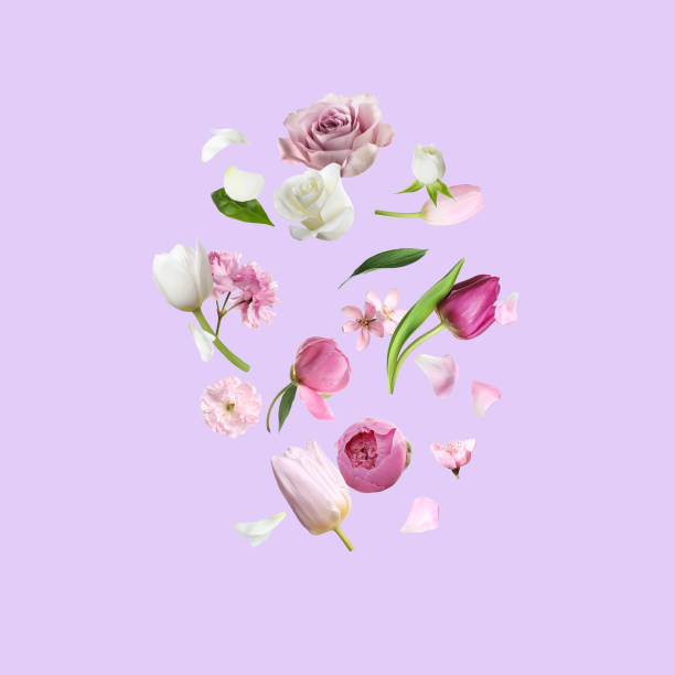 istock Different beautiful flowers flying on light grey background 1466994045