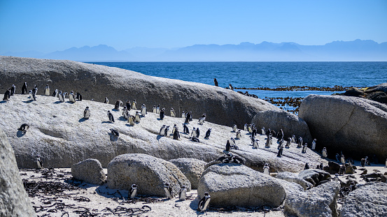 A double rainbow over a Gentoo penguin colony in the Falkland Islands.