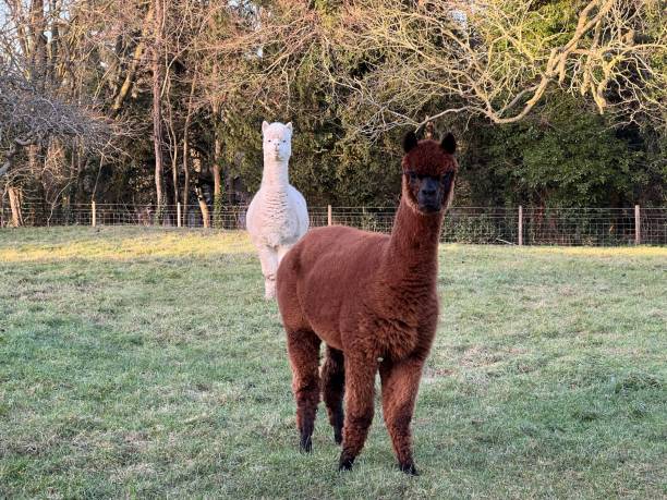 istock Surprise in the village 1466995170