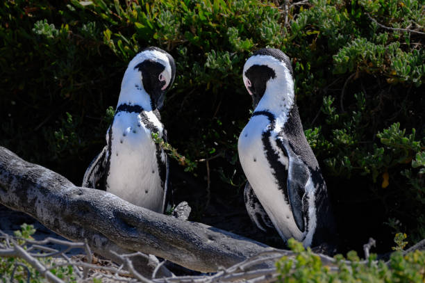 африканский пингвин - cape town jackass penguin africa animal стоковые фото и изображения
