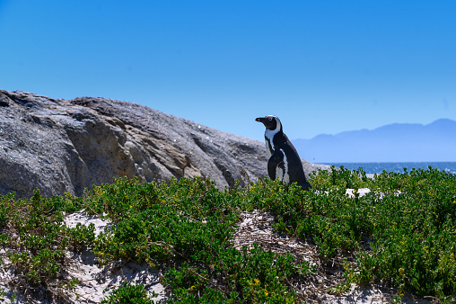 African Penguin waddling up the beach dune to the nest at the rocky outcrop