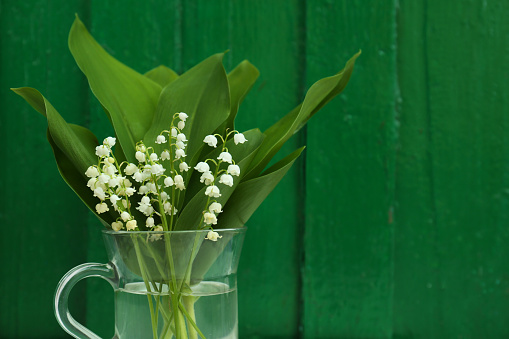Beautiful lily of the valley flowers on green wooden background. Space for text