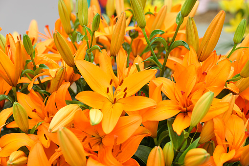 Beautiful lily plant with orange flowers as background, closeup