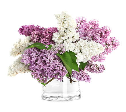 Beautiful lilac flowers in glass vase isolated on white