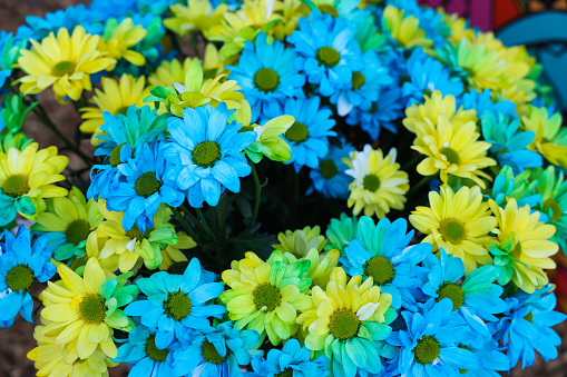 Beautiful chrysanthemum plant with yellow and light blue flowers as background, closeup