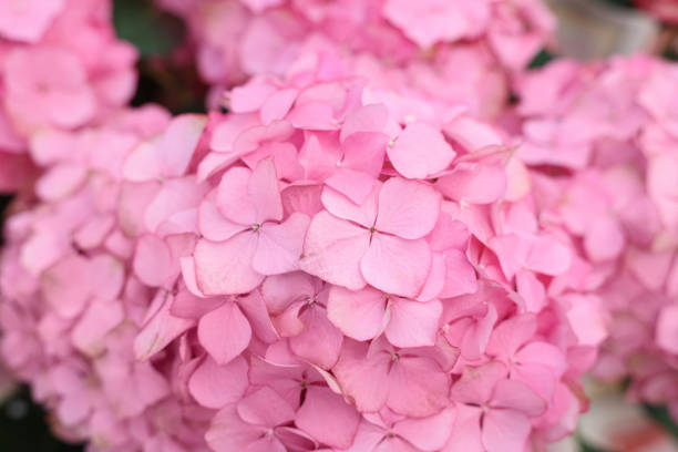Beautiful hydrangea plant with pink flowers as background, closeup