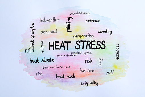 Word cloud on white background, top view. Heat stress concept