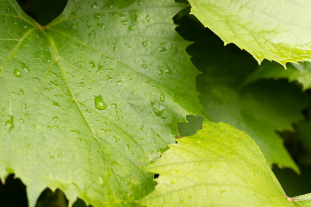 istock grape leaves with raindrops in summer. Close-up 1467000738