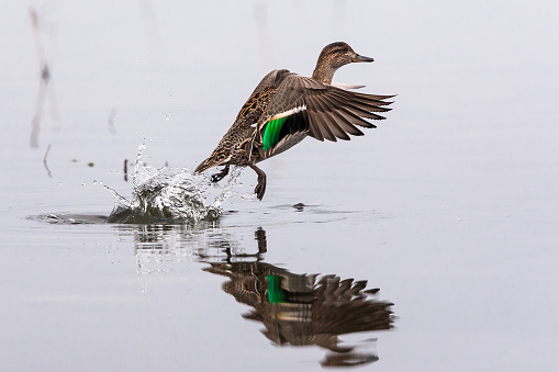 Female Eurasian teal flying up from the water.