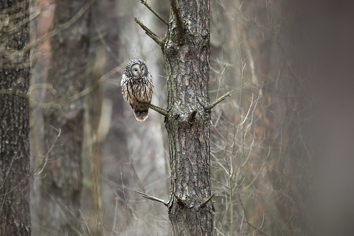 Hunting owl in natural habitat. Owl in the wild, sitting on a branch in winter. Poland - Niepołomice Forest.