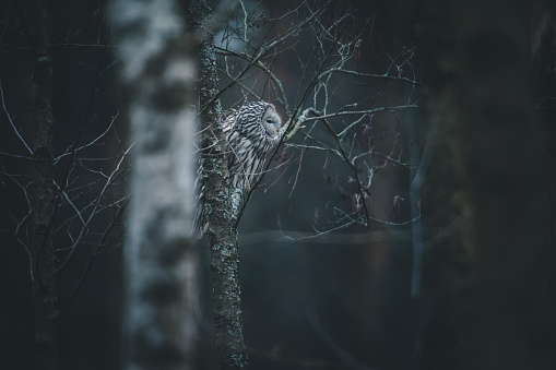Hunting owl in natural habitat.