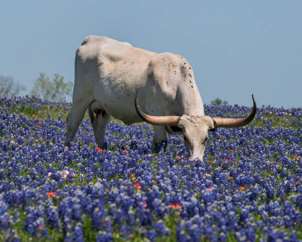 istock Grazing Longhorn and Bluebonnets 1467004772