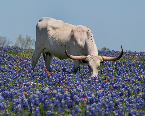 A Texas longhorn grazing on a field of bluebonnets and Indian Paintbrush.
