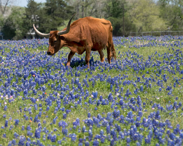 istock Strolling Longhorn in Wallflowers 1467004794