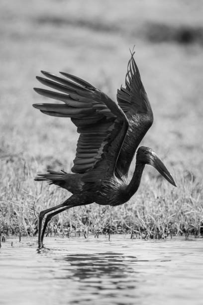 Mono African openbill takes off from river Mono African openbill takes off from river african openbill anastomus lamelligerus stock pictures, royalty-free photos & images