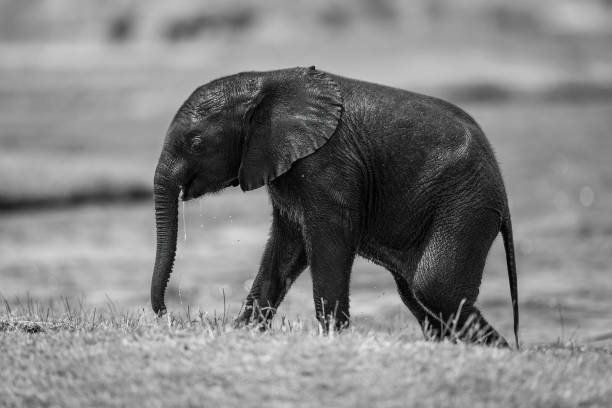 istock Mono baby African elephant walks on riverbank 1467006826