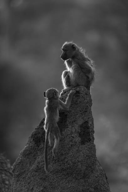 Bärenpavian / Chacma baboon / Papio ursinus